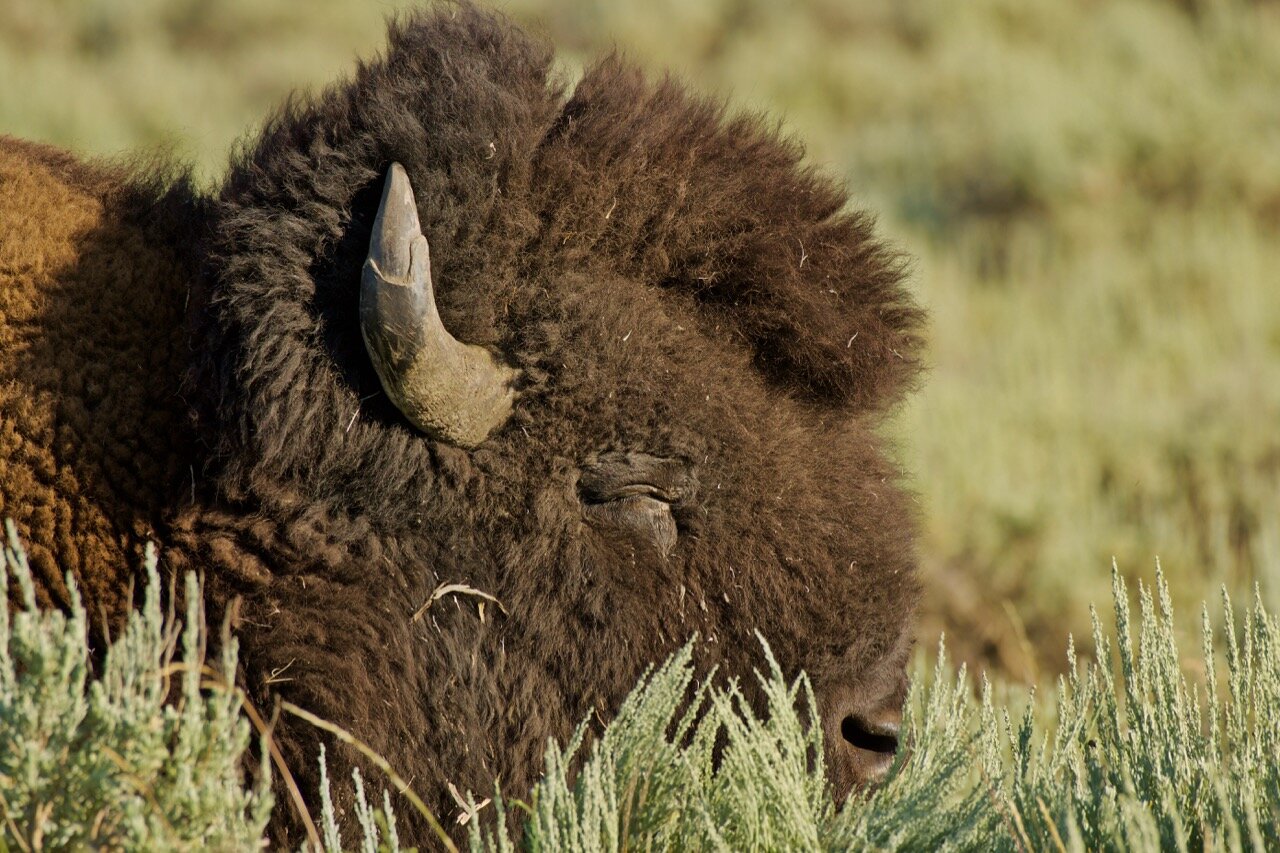 bison up close
